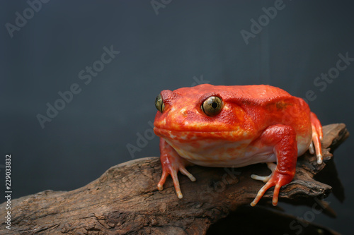 Beautiful big frog with red skin like a tomato clutching on brown dry wood, female Tomato frog from Madagascar in blurred dark blue background, Selective focus and copy space