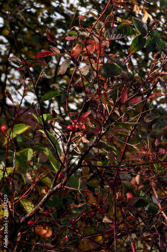 branch of a tree