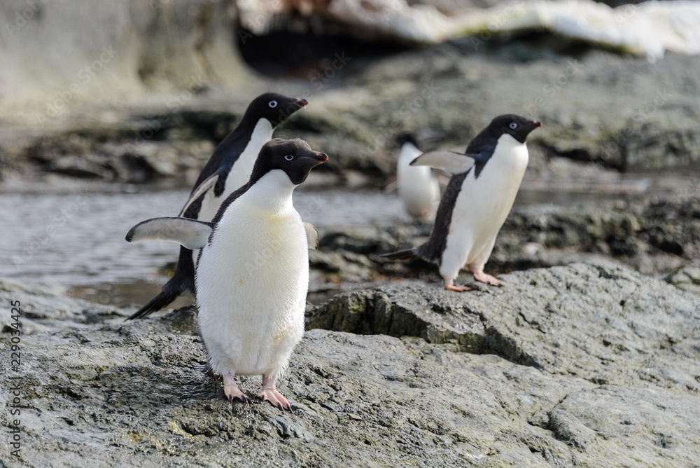 Group of adelie penguins on beach in Antarctica Group of adelie penguins on beach in Antarctica