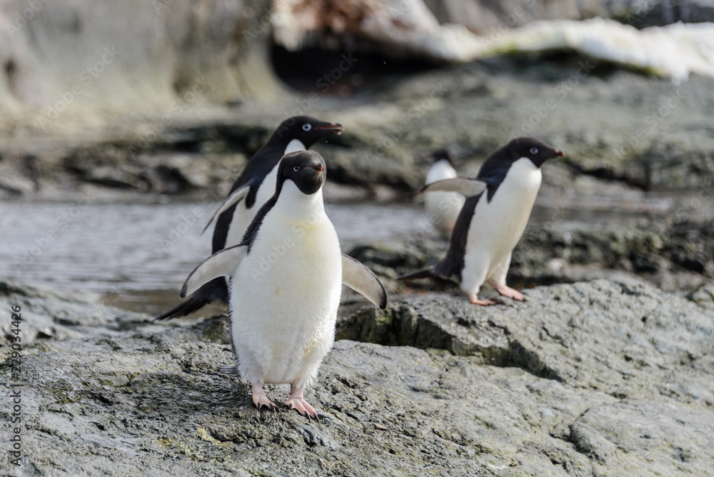 Naklejka premium Group of adelie penguins on beach in Antarctica