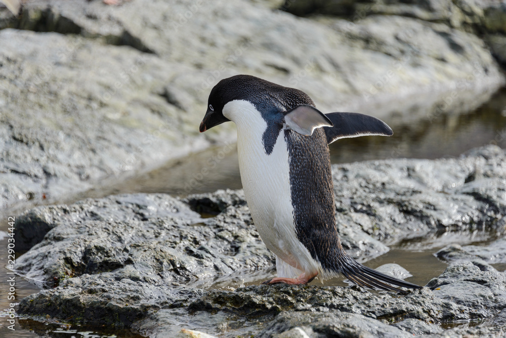 Naklejka premium Group of adelie penguins on beach in Antarctica