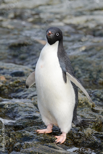 Adelie penguin going on beach in Antarctica 