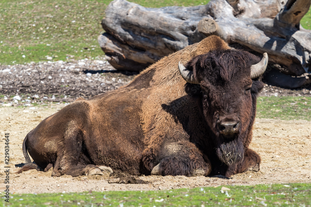 Waldbison - Amerikanischer Bison - Bison bison athabascae Waldbison - Amerikanischer Bison - Bison bison athabascae