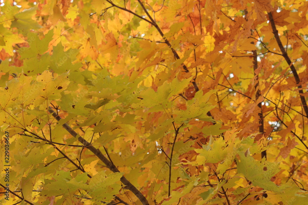 Vibrant Yellow and Green Autumn Sugar Maple Leaves With Brown Branches Background Texture Vibrant Yellow and Green Autumn Sugar Maple Leaves With Brown Branches Background Texture