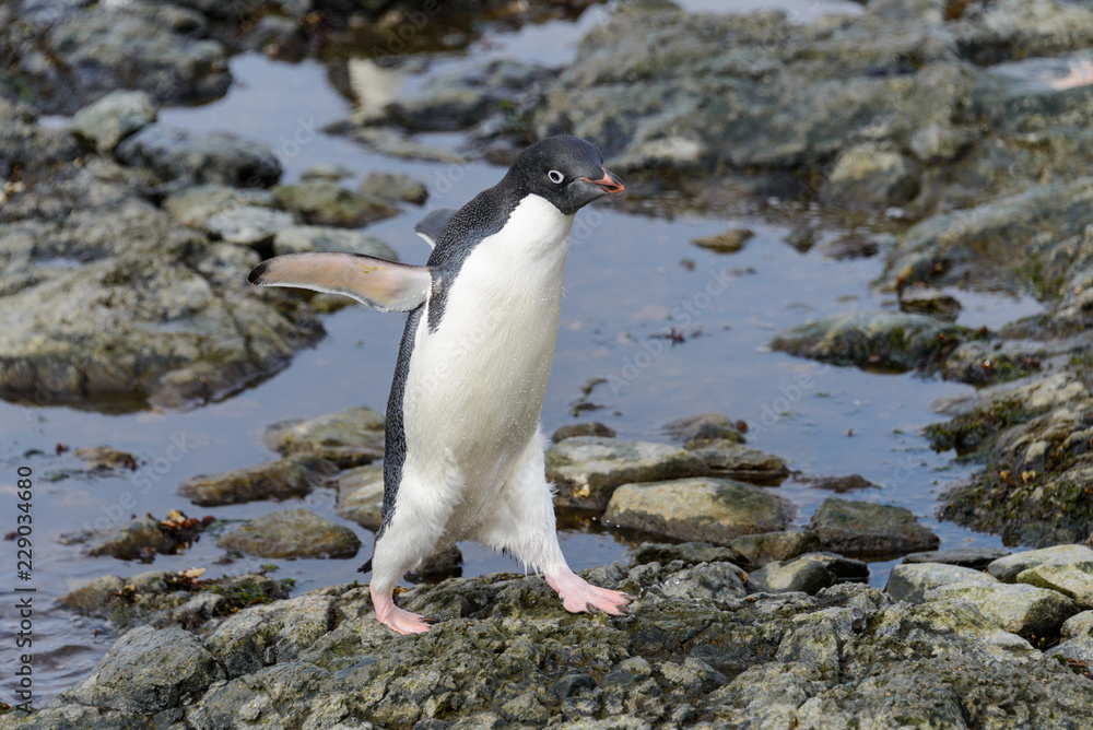 Naklejka premium Adelie penguin standing on beach in Antarctica