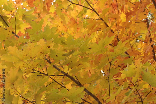 Vibrant Yellow and Green Autumn Sugar Maple Leaves With Brown Diagonal Branches