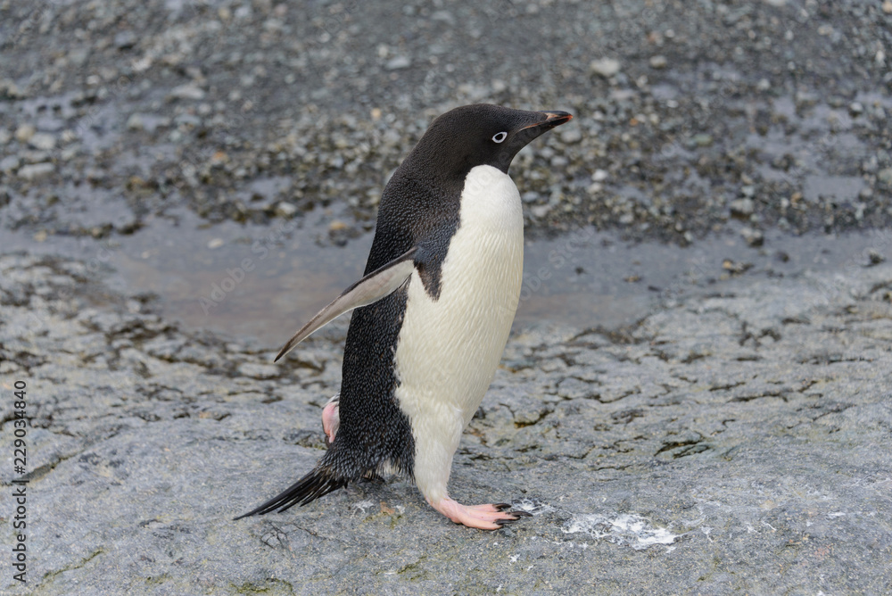 Naklejka premium Adelie penguin going on beach in Antarctica