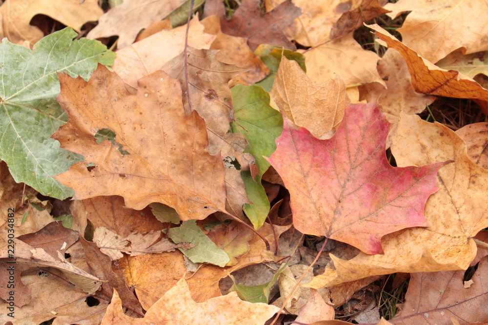 Red and Brown Autumn Leaves on the Ground Background Texture Red and Brown Autumn Leaves on the Ground Background Texture