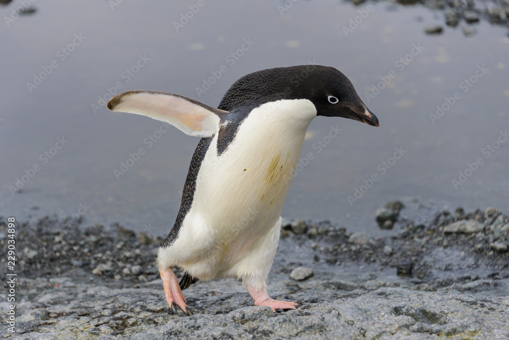 Naklejka premium Pingwin Adeli na plaży na Antarktydzie