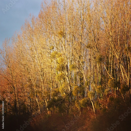 Canvas-taulu autumn in the forest