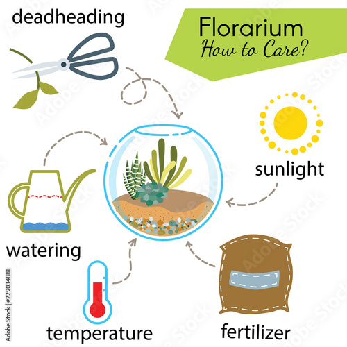 Tutorial how to care for potted plant. Succulents inside glass terrarium, elements for care florarium: deadheading, watering, temperature, fertilizer, sunlight. Vector illustration