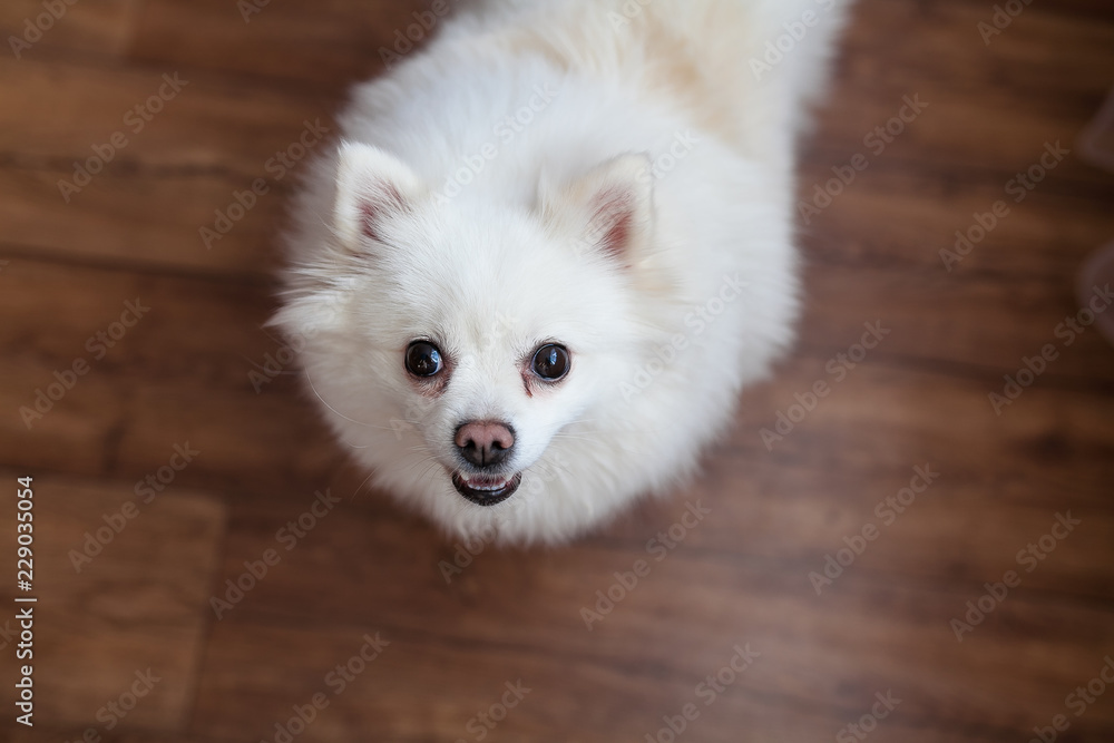 Obraz premium portrait of a curious pomeranian spitz on a wooden parquet