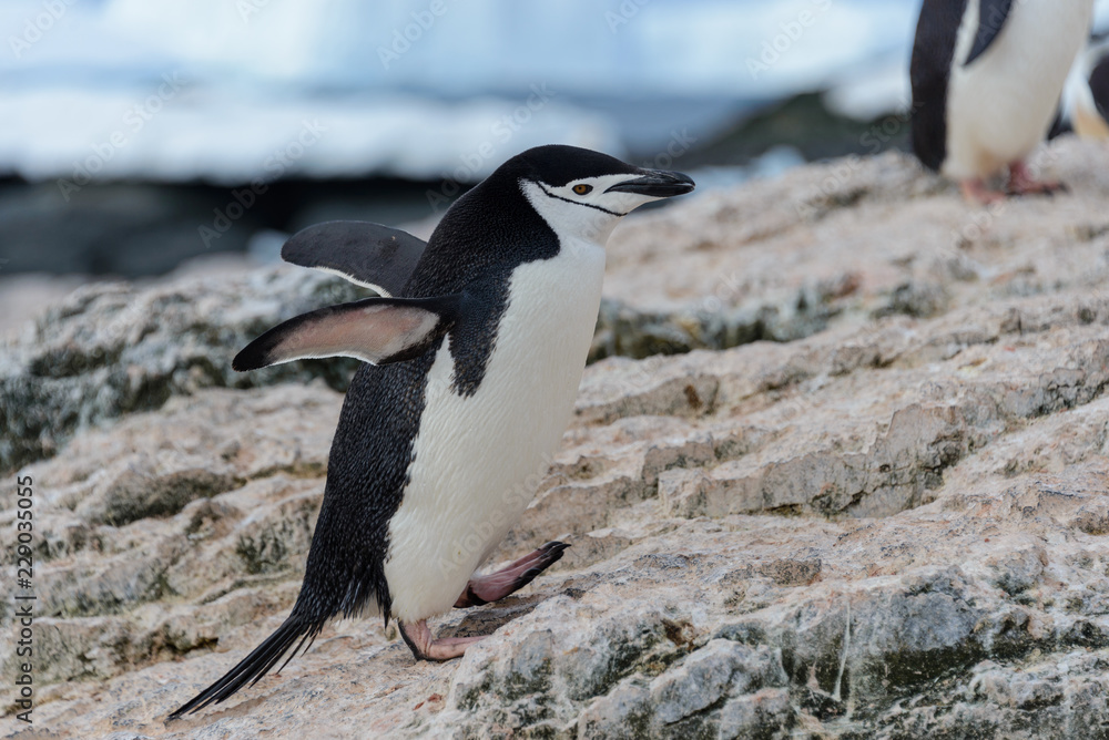 Obraz premium Adelie penguin going on beach in Antarctica