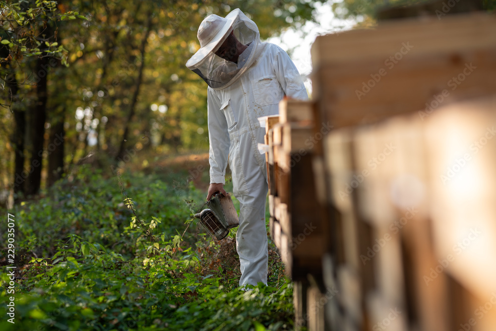 Imker beim kontrollieren der Bienen im Herbst Imker beim kontrollieren der Bienen im Herbst