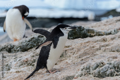 Adelie penguin going on beach in Antarctica © Alexey Seafarer