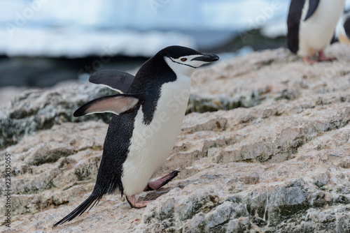 Adelie penguin going on beach in Antarctica