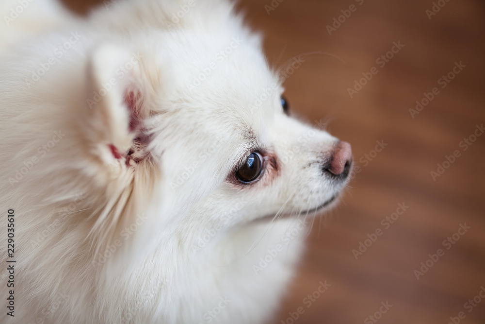 portrait of a curious pomeranian spitz on a wooden parquet portrait of a curious pomeranian spitz on a wooden parquet