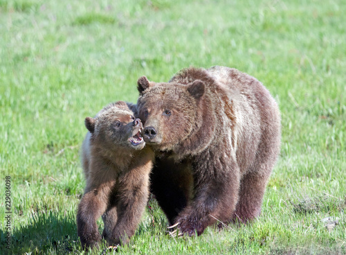 Grizzly #399 and Cub