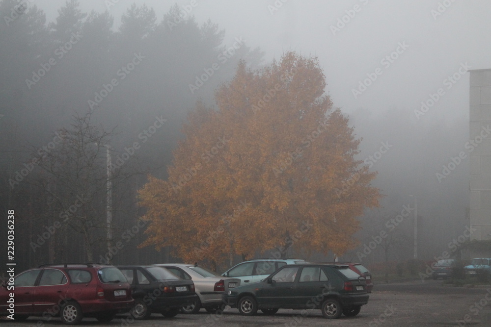 autumn autumn