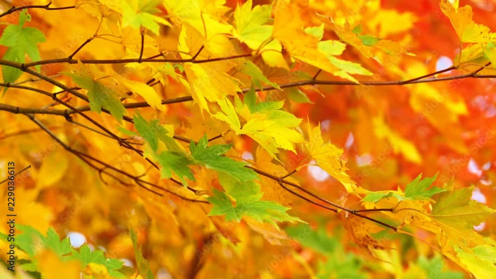 UHD closeup shot of the beautiful autumn maple tree leaves UHD closeup shot of the beautiful autumn maple tree leaves