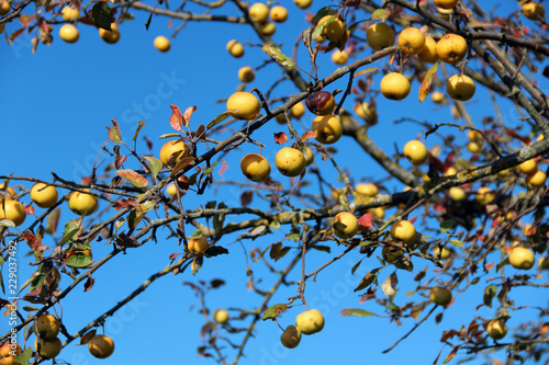 Gelbe Äpfel am Baum im Herbst unter blauem Himmel