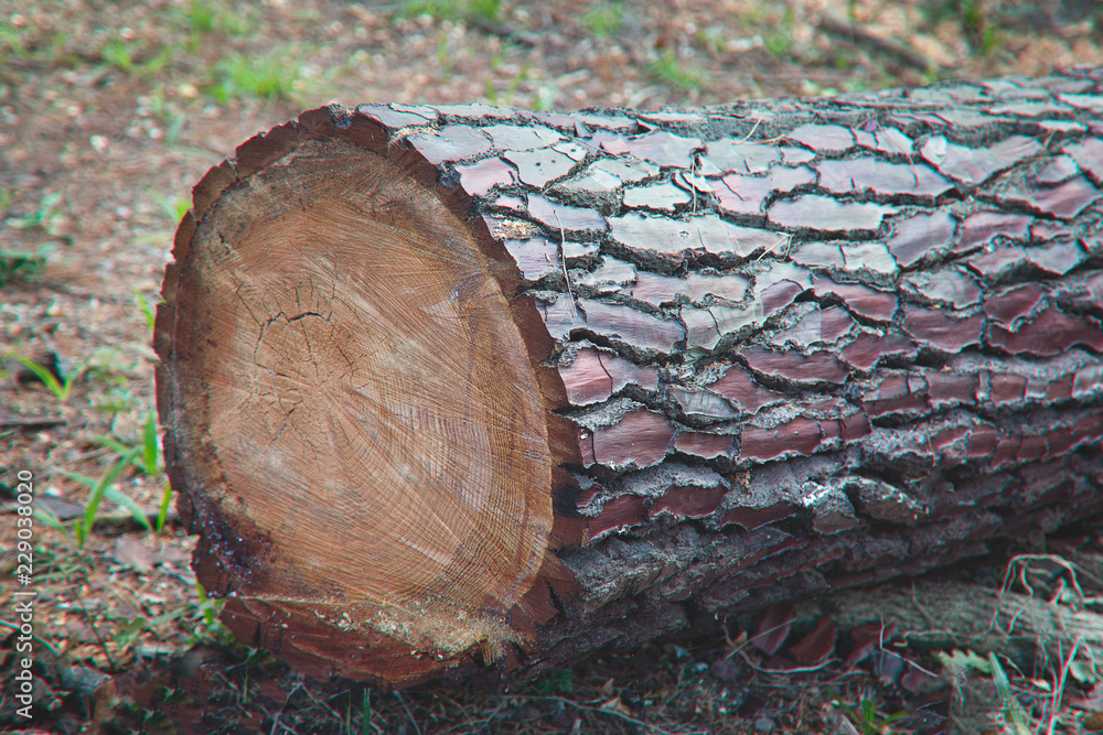 Lumber closeup. Trunk of a tree. Chopped tree. Lumber closeup. Trunk of a tree. Chopped tree.