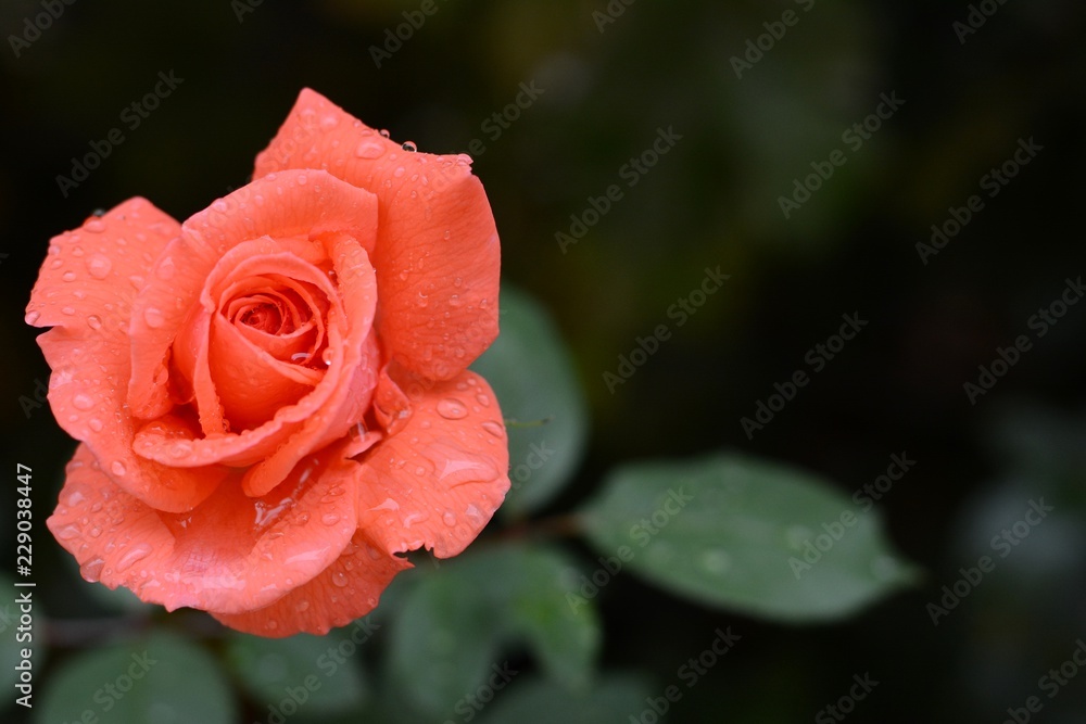 Scarlet rose in drops of dew on a dark background, garden rose Scarlet rose in drops of dew on a dark background, garden rose