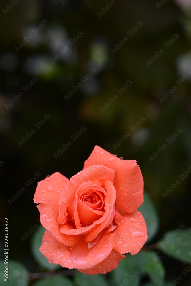 Scarlet rose in drops of dew on a dark background, garden rose Scarlet rose in drops of dew on a dark background, garden rose