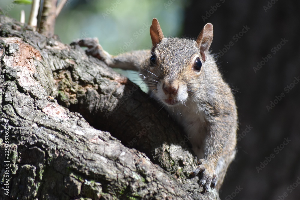 Fototapeta premium squirrel on a tree