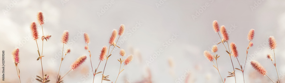 Flowery meadow on a sunny summer day - obrazy, fototapety, plakaty 