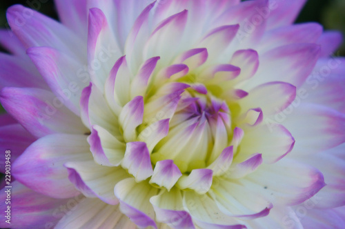 Purple white dahlia flower head close up