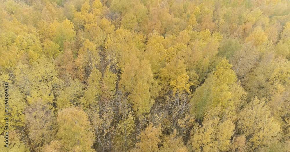 Aerial backward shot over yellow golden birch forest in autumn Aerial backward shot over yellow golden birch forest in autumn