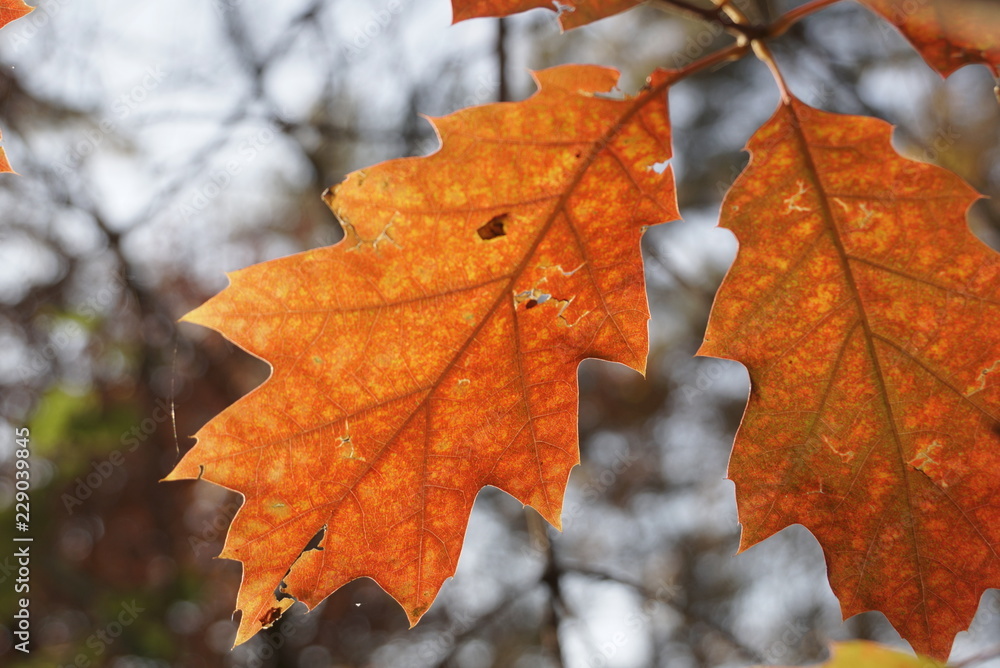 Background of branches of the red oak with autumn leaves Background of branches of the red oak with autumn leaves
