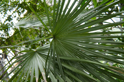 Chamaerops humilis mediterranean fan palm green leaves