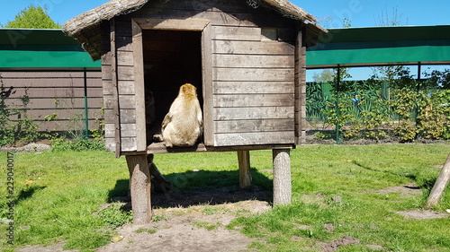 Serengeti Park Germany ( Hodenhagen)	 photo