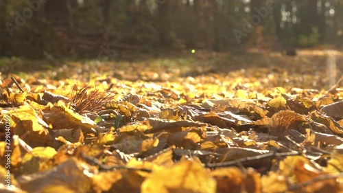 Wallpaper Mural Autumn yellow fallen leaves on the ground in the forest  Torontodigital.ca