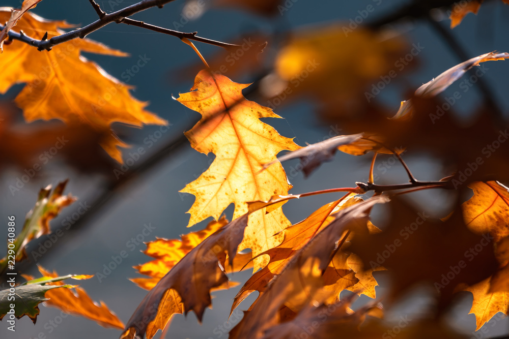 Herbstimpression Herbstimpression