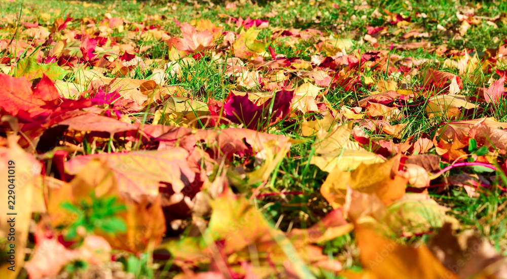 Yellow maple leaves fallen from trees on the ground in green grass Yellow maple leaves fallen from trees on the ground in green grass