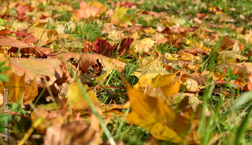 Yellow maple leaves fallen from trees on the ground in green grass
