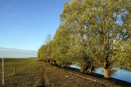 Niederrheinlandschaft mit Weiden in den Rheinwiesen 