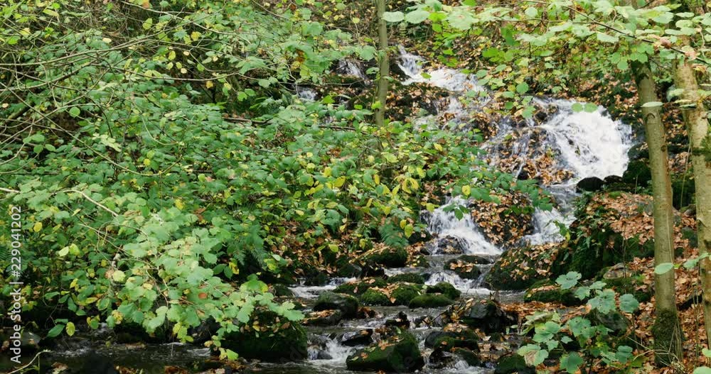 Woodland Stream in the autum. Autum leafs on ground in forest. Mossy Trees and rapids on a river. Lake District, UK, Cumbria. 4K Woodland Stream in the autum. Autum leafs on ground in forest. Mossy Trees and rapids on a river. Lake District, UK, Cumbria. 4K