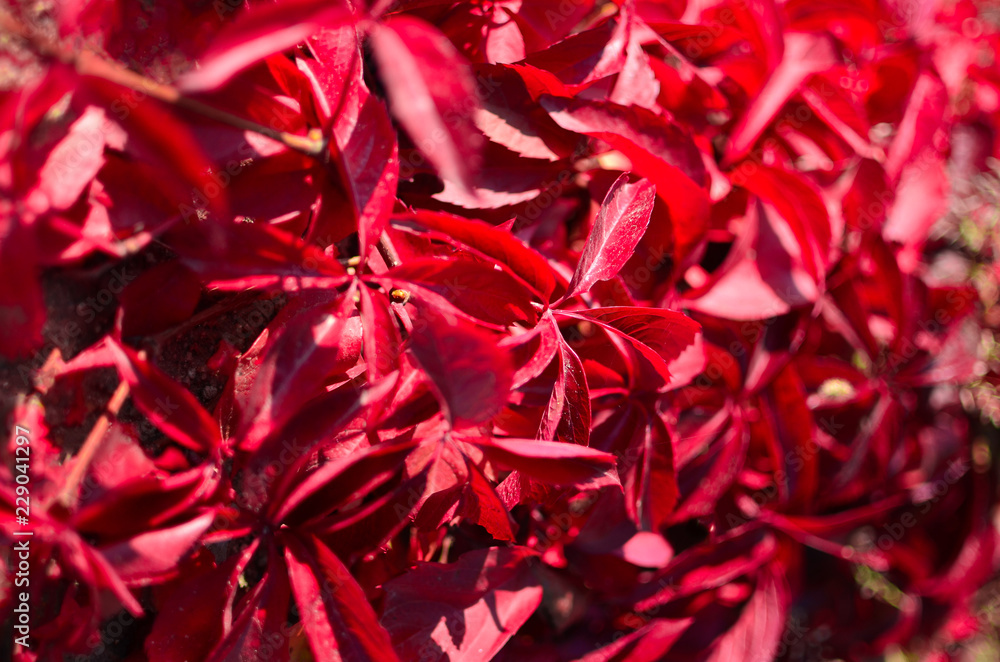 Beautiful red leaves petals close-up of garden flowers. Botanical Garden.