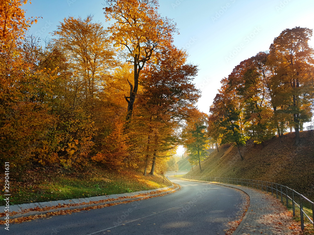 Colorful autumn landscape. Road turn surrounded by golden trees