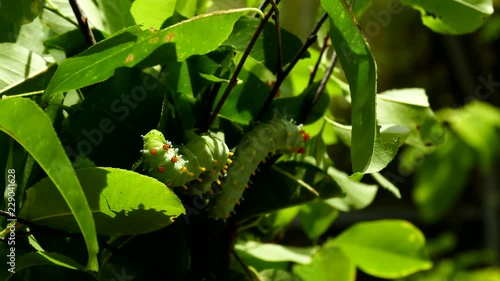 Caterpillar and Butterflies photo