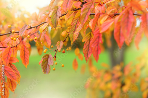 Red autumn leaves and yellow berries background