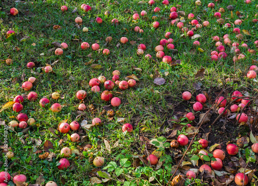 Red apples on the grass under apple tree. Autumn background - fallen red apples on the green grass ground in garden.