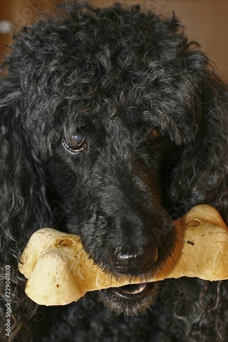 Poodle With Bone photo