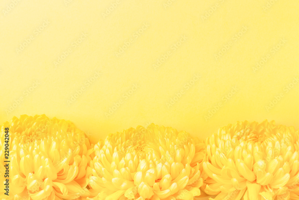 Three yellow chrysanthemum flowers on yellow background. Symbol of power, weath. Top view. Three yellow chrysanthemum flowers on yellow background. Symbol of power, weath. Top view.