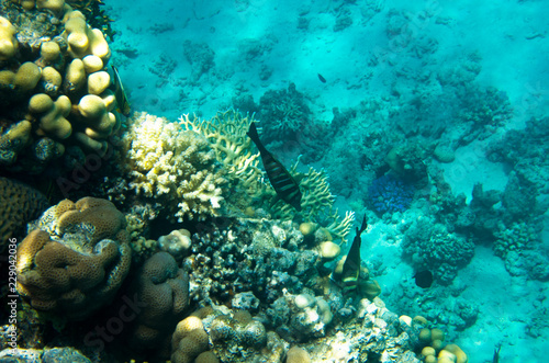 Coral reef on sandy bottom background