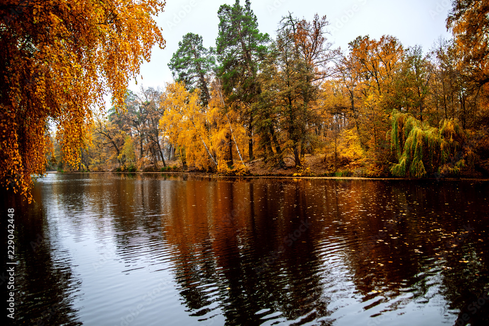 Fototapeta premium Pożółkłe drzewa pochyliły się nad jeziorem, a liście rozsypały się na powierzchni wody.